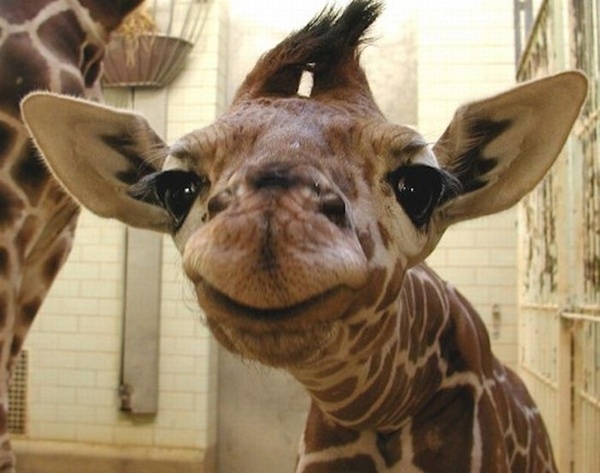 Uśmiechająca żyrafa