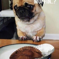 who stole my muffin
