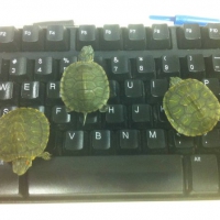 Wojownicze żółwie Ninja