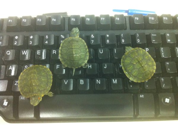 Wojownicze żółwie Ninja