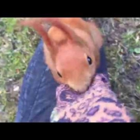 Wściekła wiewiórka atakuje!
