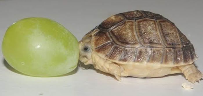 Żółw i winogrono