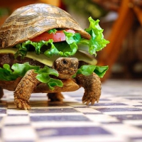 Żółwburger